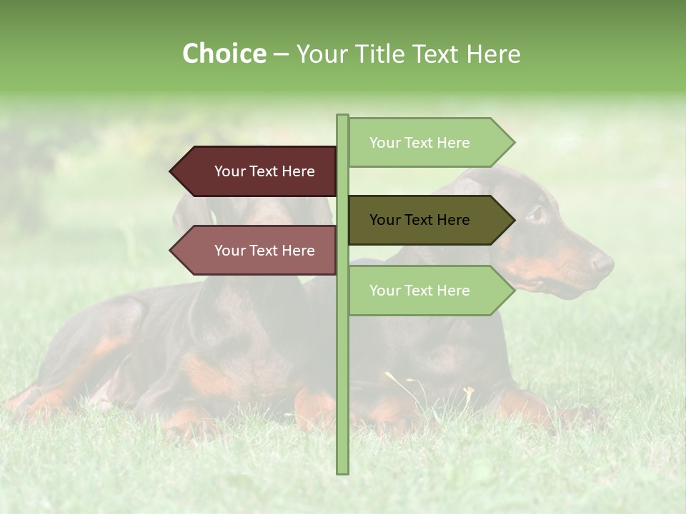 Two Young Brown Doberman Puppys PowerPoint Template