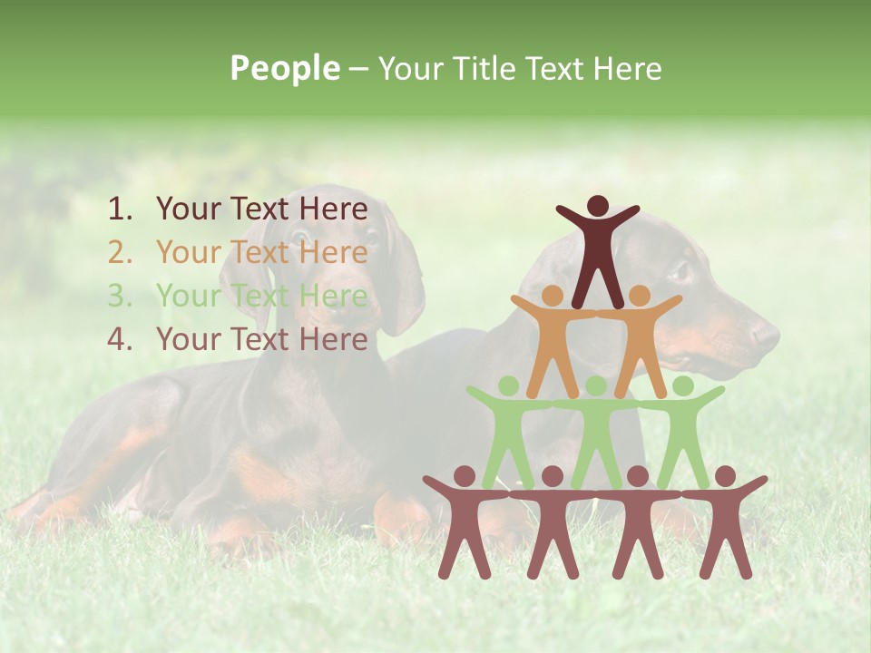 Two Young Brown Doberman Puppys PowerPoint Template