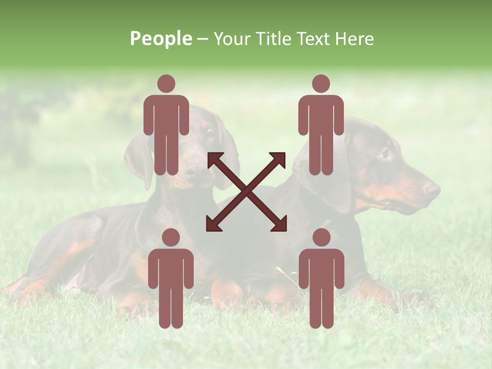 Two Young Brown Doberman Puppys PowerPoint Template