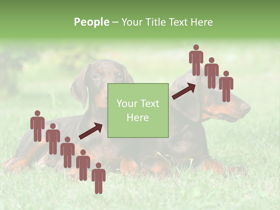 Two Young Brown Doberman Puppys PowerPoint Template