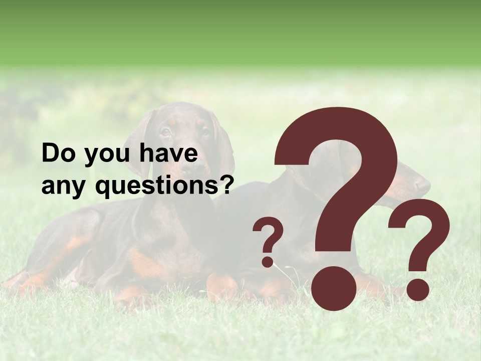 Two Young Brown Doberman Puppys PowerPoint Template