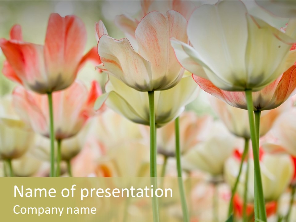 Close-Up Color Tulips - Selective Focus PowerPoint Template