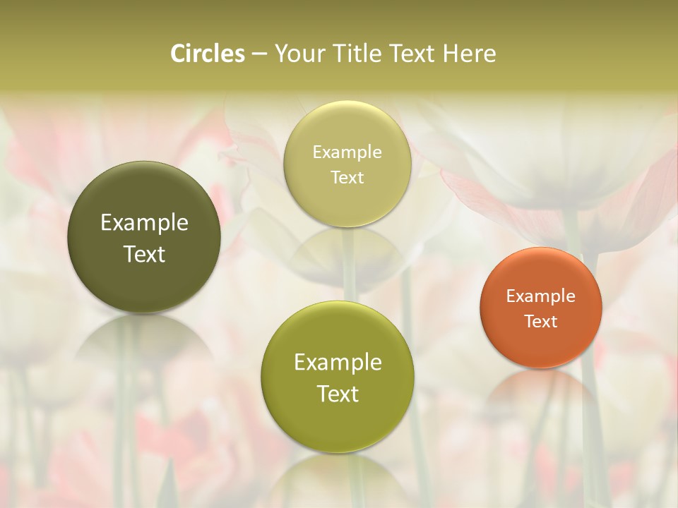 Close-Up Color Tulips - Selective Focus PowerPoint Template