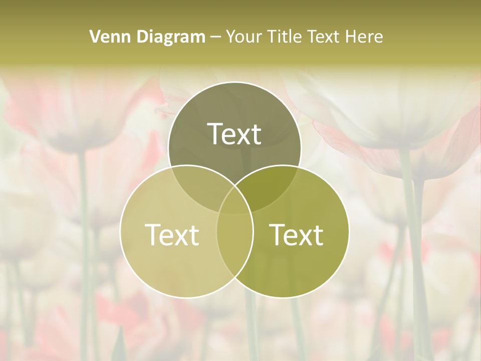 Close-Up Color Tulips - Selective Focus PowerPoint Template