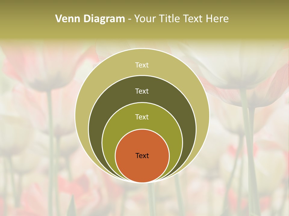 Close-Up Color Tulips - Selective Focus PowerPoint Template