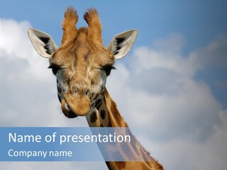 Close-Up Of A Funny Giraffe PowerPoint Template