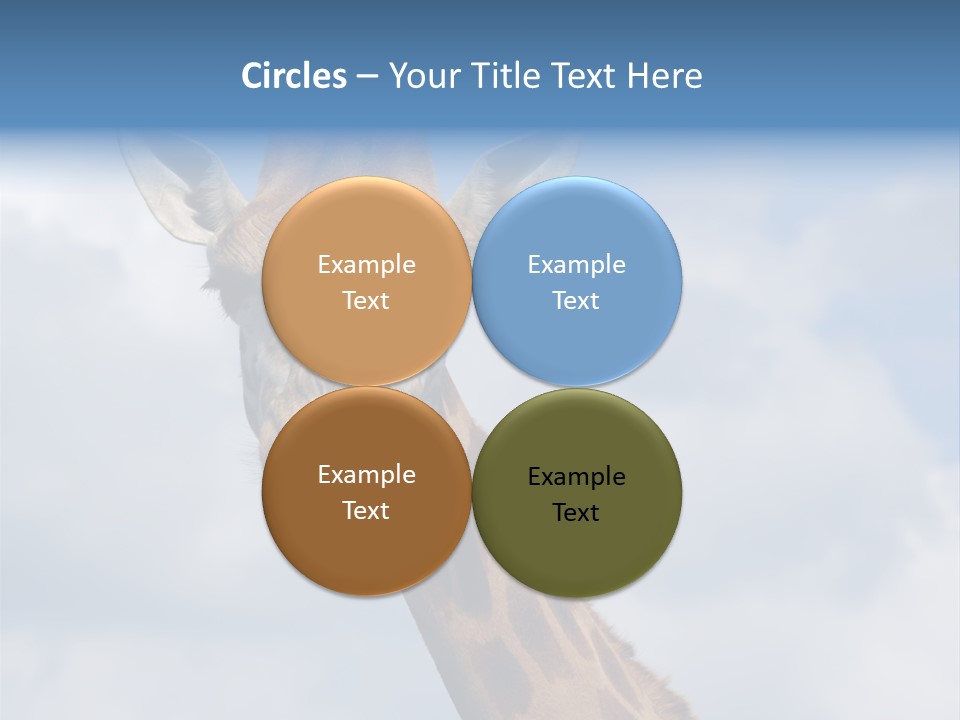 Close-Up Of A Funny Giraffe PowerPoint Template