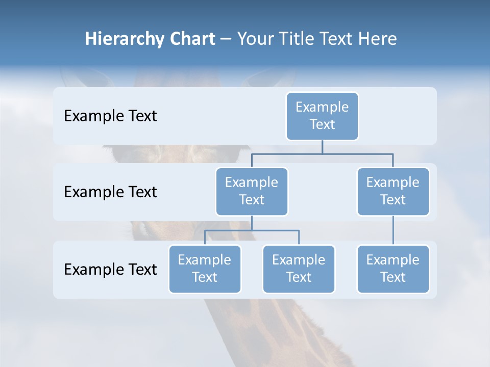 Close-Up Of A Funny Giraffe PowerPoint Template