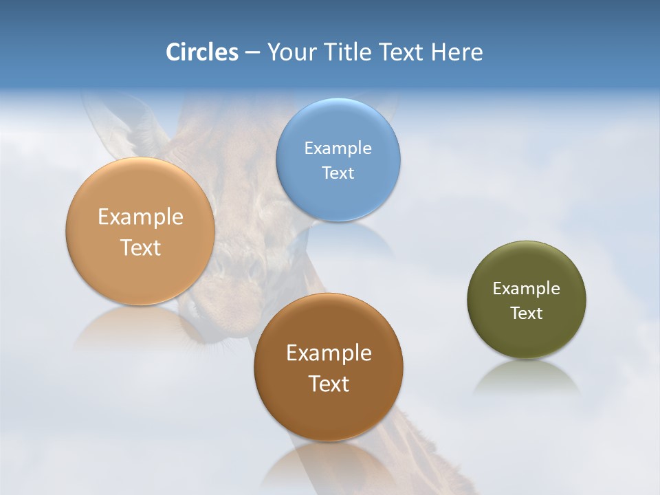 Close-Up Of A Funny Giraffe PowerPoint Template