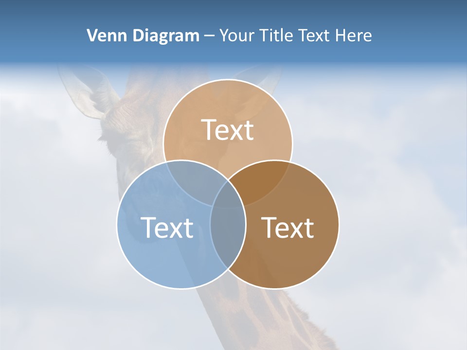 Close-Up Of A Funny Giraffe PowerPoint Template
