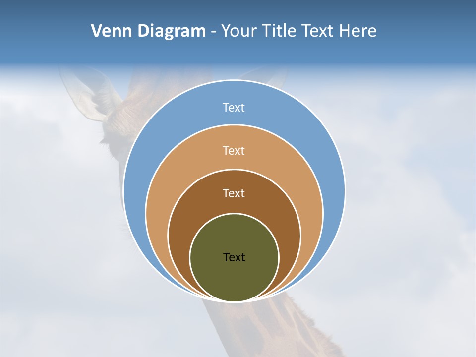 Close-Up Of A Funny Giraffe PowerPoint Template