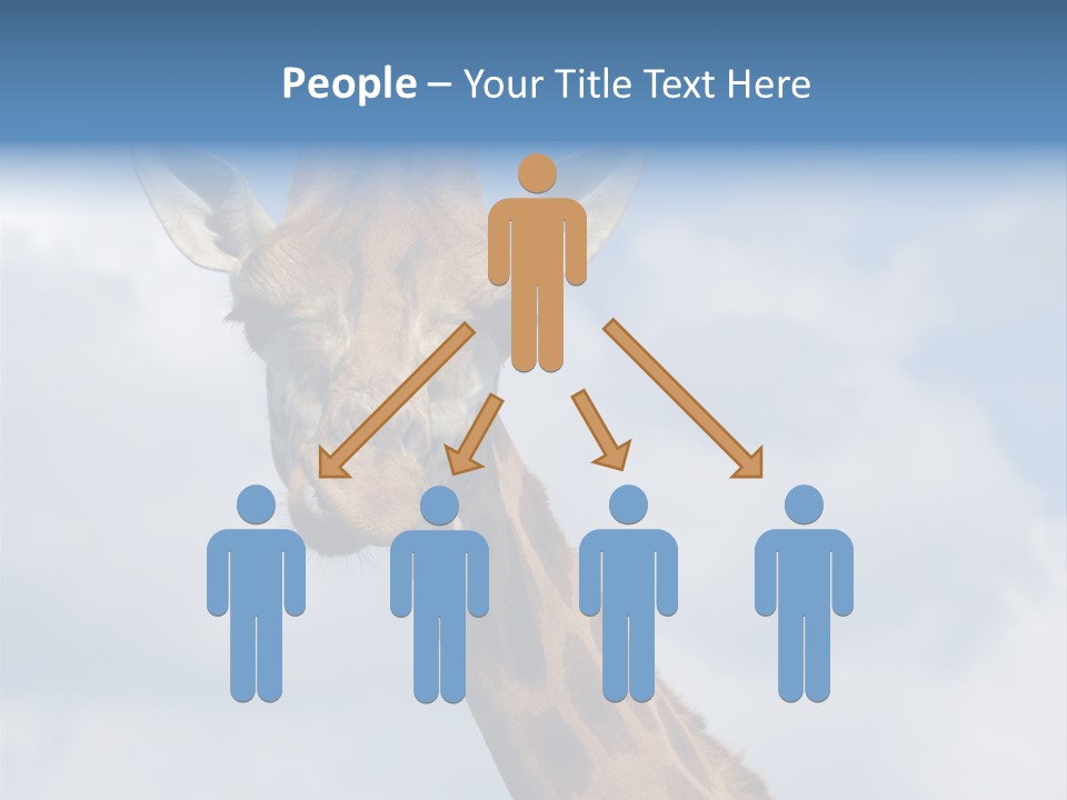 Close-Up Of A Funny Giraffe PowerPoint Template