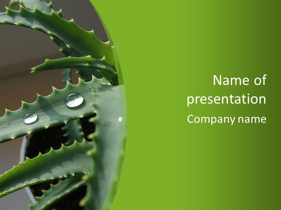 Aloe Vera PowerPoint Template