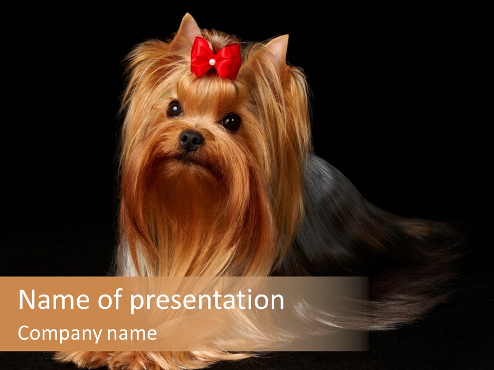 The Yorkshire Terrier On Black Background PowerPoint Template