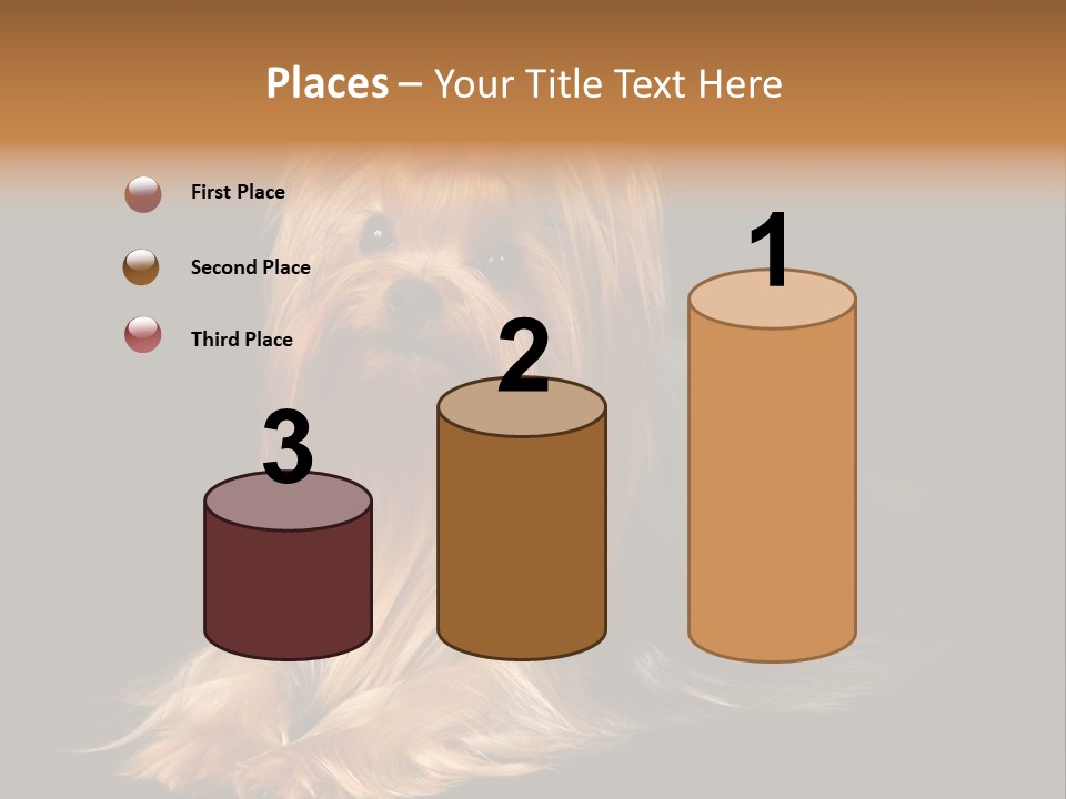 The Yorkshire Terrier On Black Background PowerPoint Template