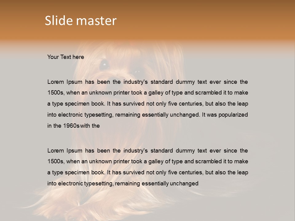 The Yorkshire Terrier On Black Background PowerPoint Template