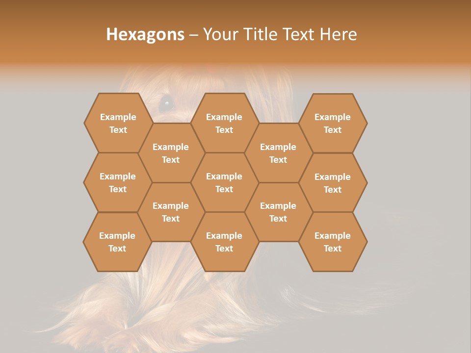 The Yorkshire Terrier On Black Background PowerPoint Template