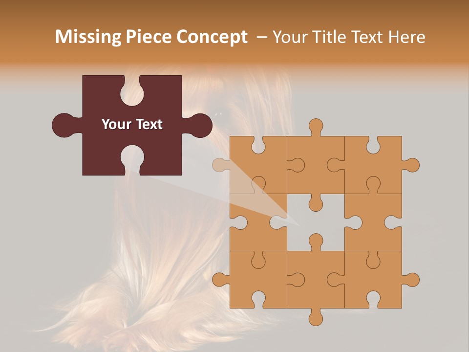 The Yorkshire Terrier On Black Background PowerPoint Template