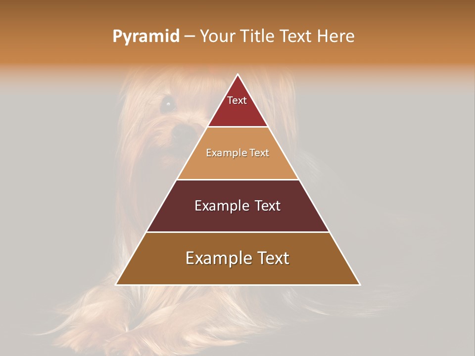 The Yorkshire Terrier On Black Background PowerPoint Template