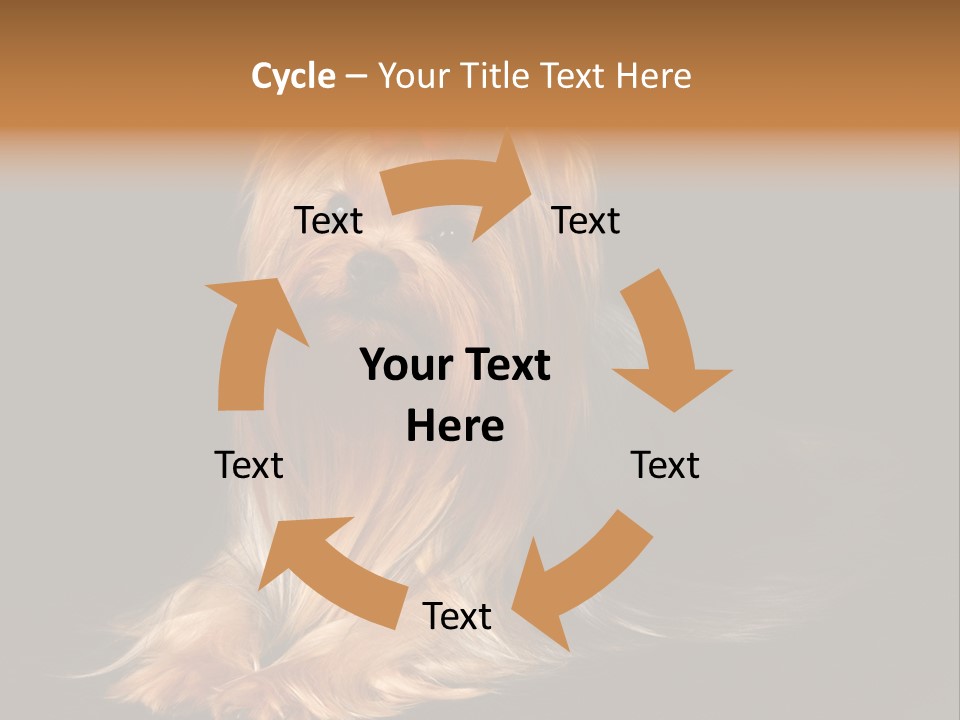 The Yorkshire Terrier On Black Background PowerPoint Template