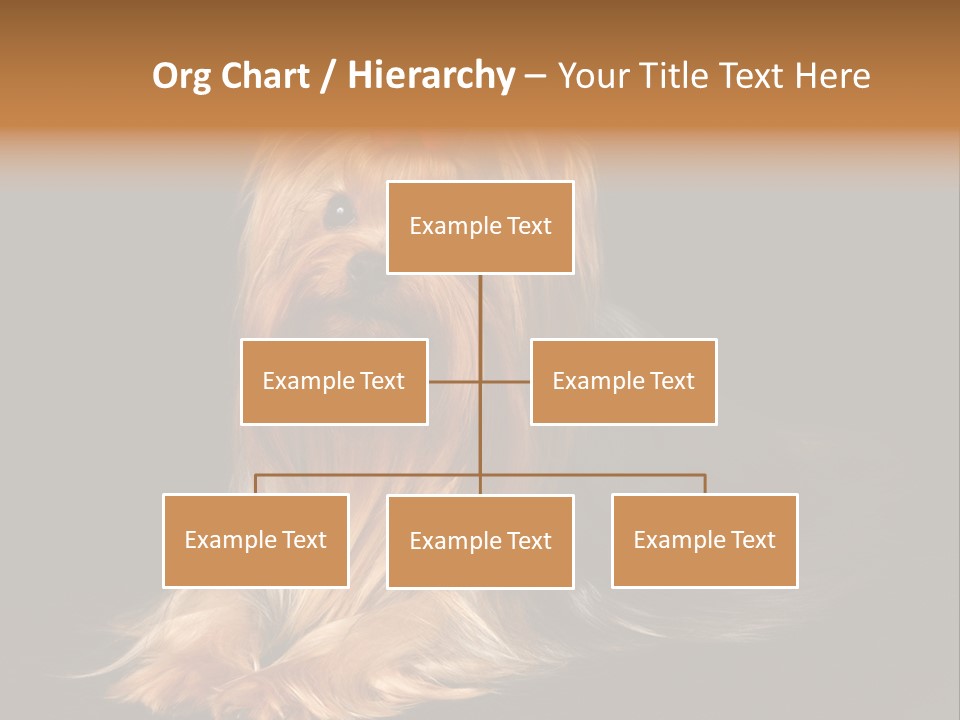 The Yorkshire Terrier On Black Background PowerPoint Template