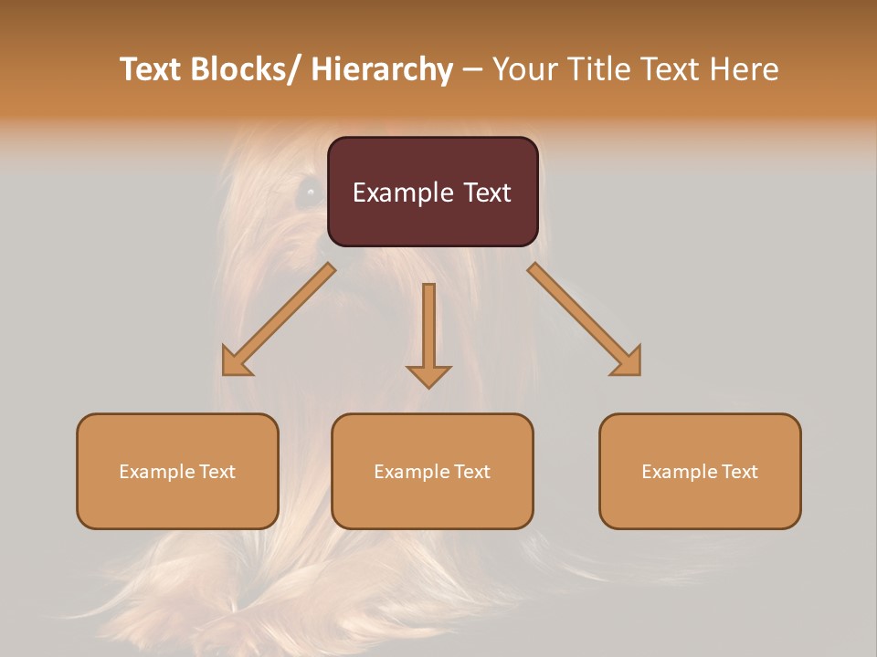 The Yorkshire Terrier On Black Background PowerPoint Template