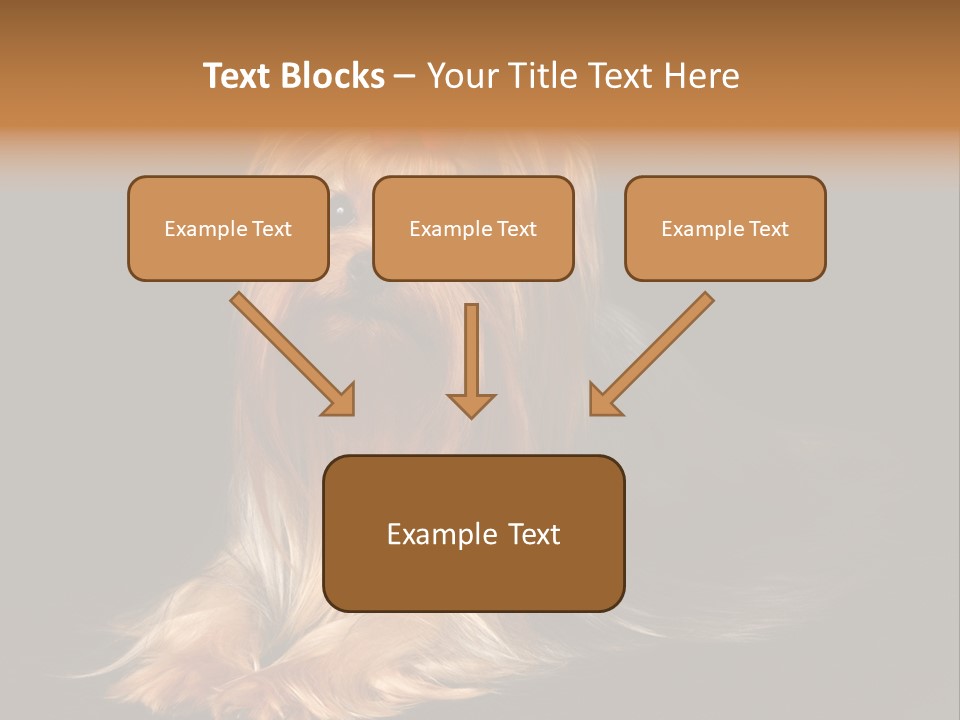 The Yorkshire Terrier On Black Background PowerPoint Template