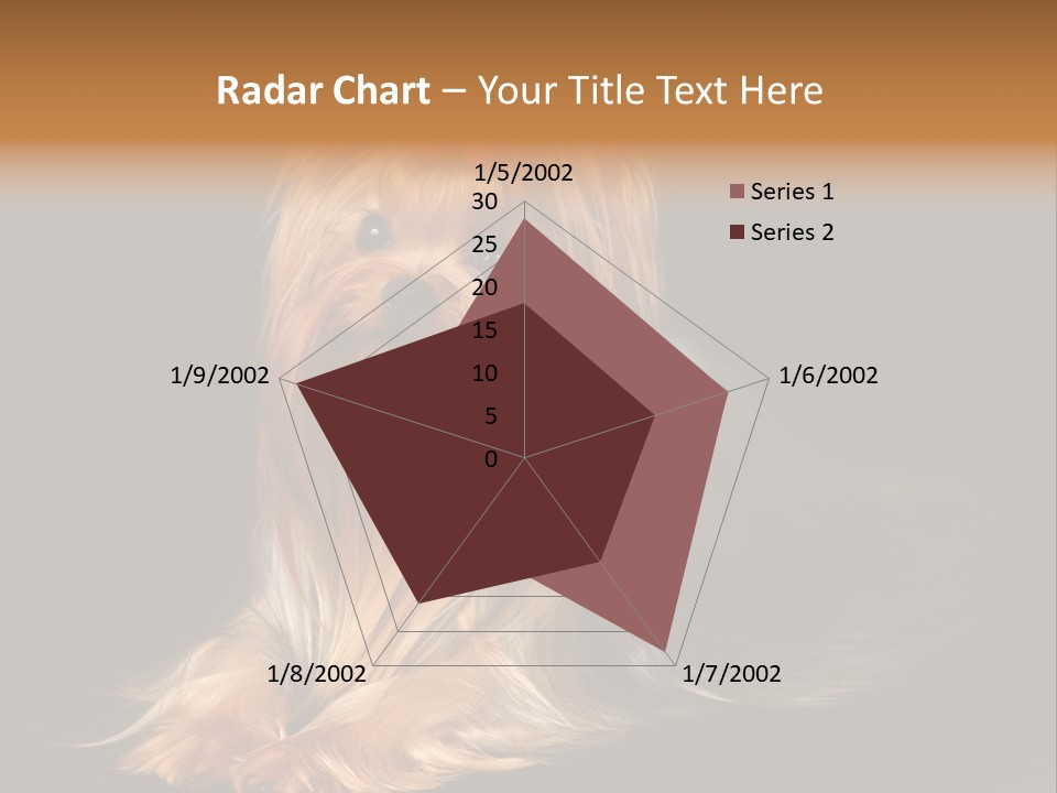 The Yorkshire Terrier On Black Background PowerPoint Template