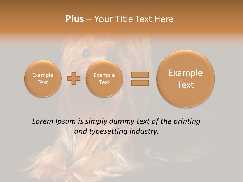 The Yorkshire Terrier On Black Background PowerPoint Template