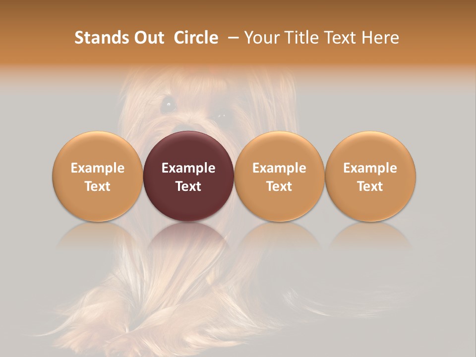 The Yorkshire Terrier On Black Background PowerPoint Template