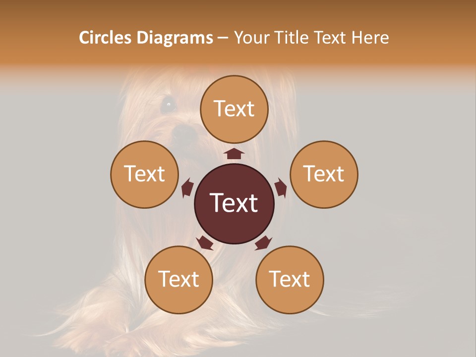 The Yorkshire Terrier On Black Background PowerPoint Template