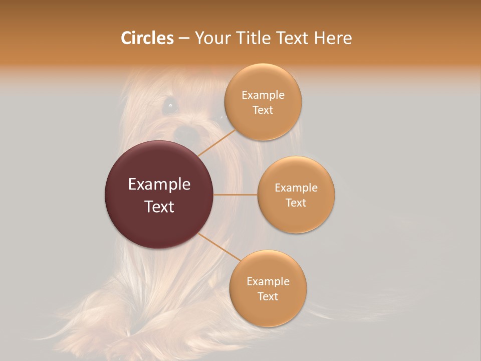 The Yorkshire Terrier On Black Background PowerPoint Template