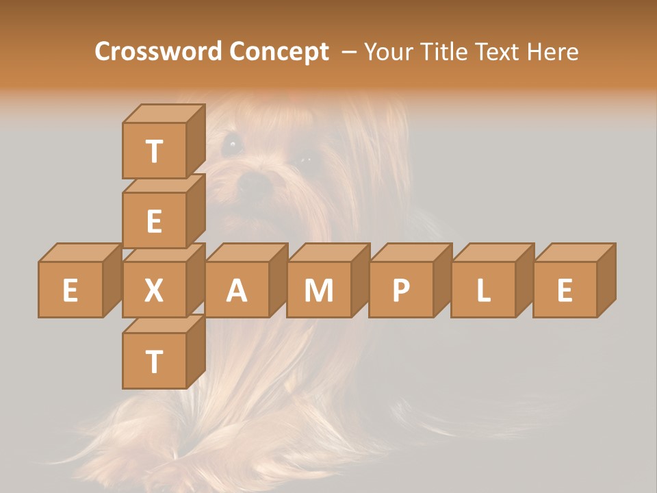 The Yorkshire Terrier On Black Background PowerPoint Template