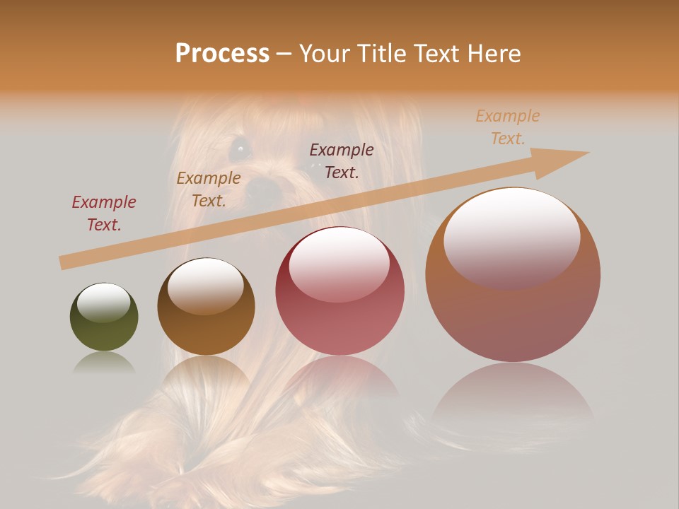 The Yorkshire Terrier On Black Background PowerPoint Template