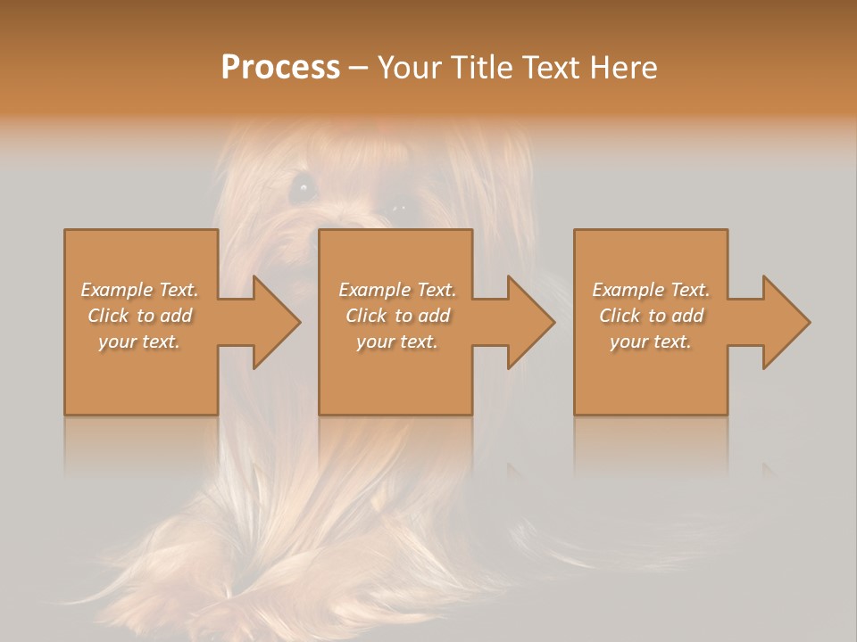 The Yorkshire Terrier On Black Background PowerPoint Template