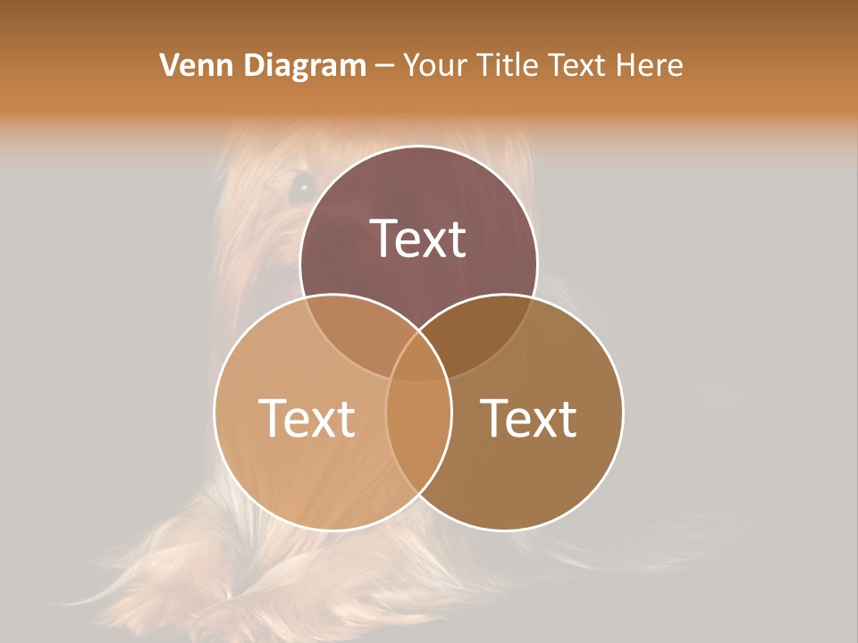 The Yorkshire Terrier On Black Background PowerPoint Template