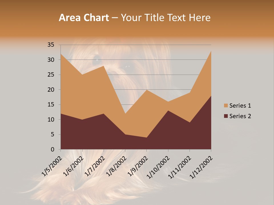 The Yorkshire Terrier On Black Background PowerPoint Template