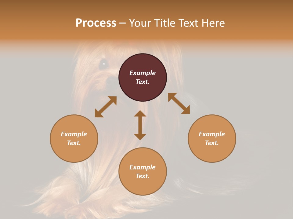 The Yorkshire Terrier On Black Background PowerPoint Template