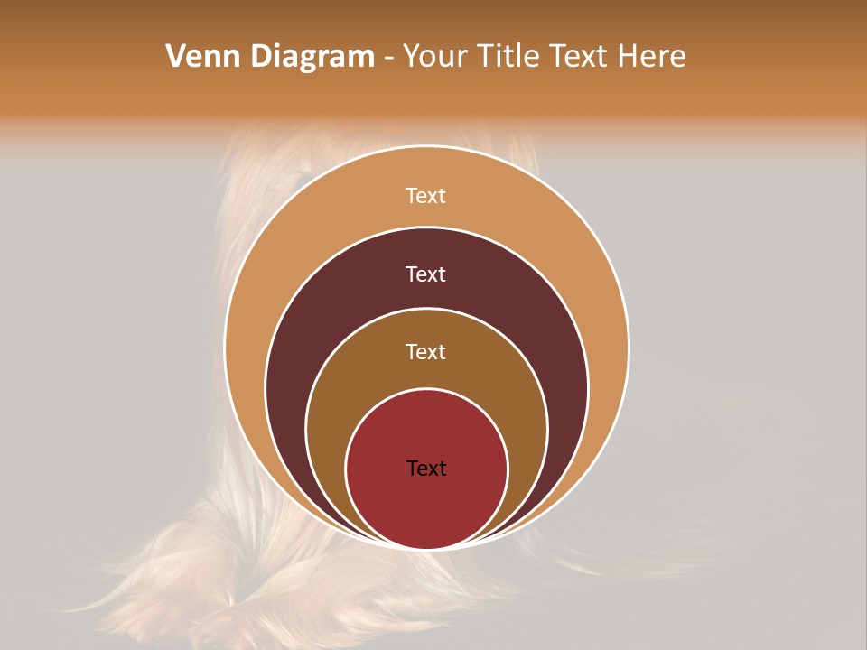 The Yorkshire Terrier On Black Background PowerPoint Template