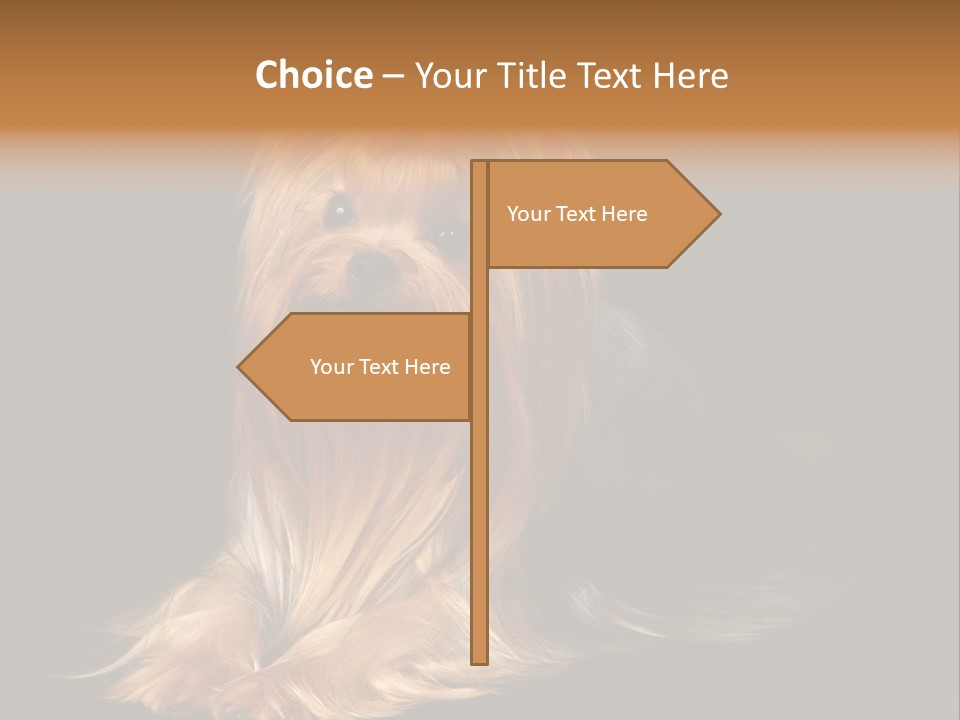 The Yorkshire Terrier On Black Background PowerPoint Template