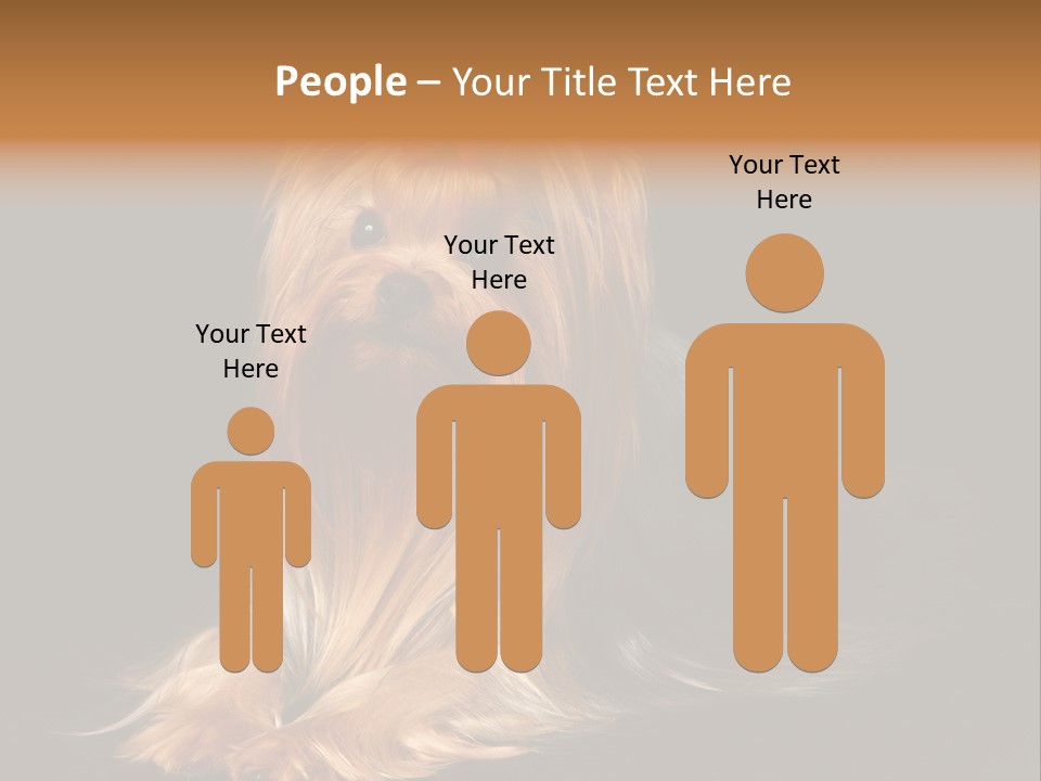 The Yorkshire Terrier On Black Background PowerPoint Template