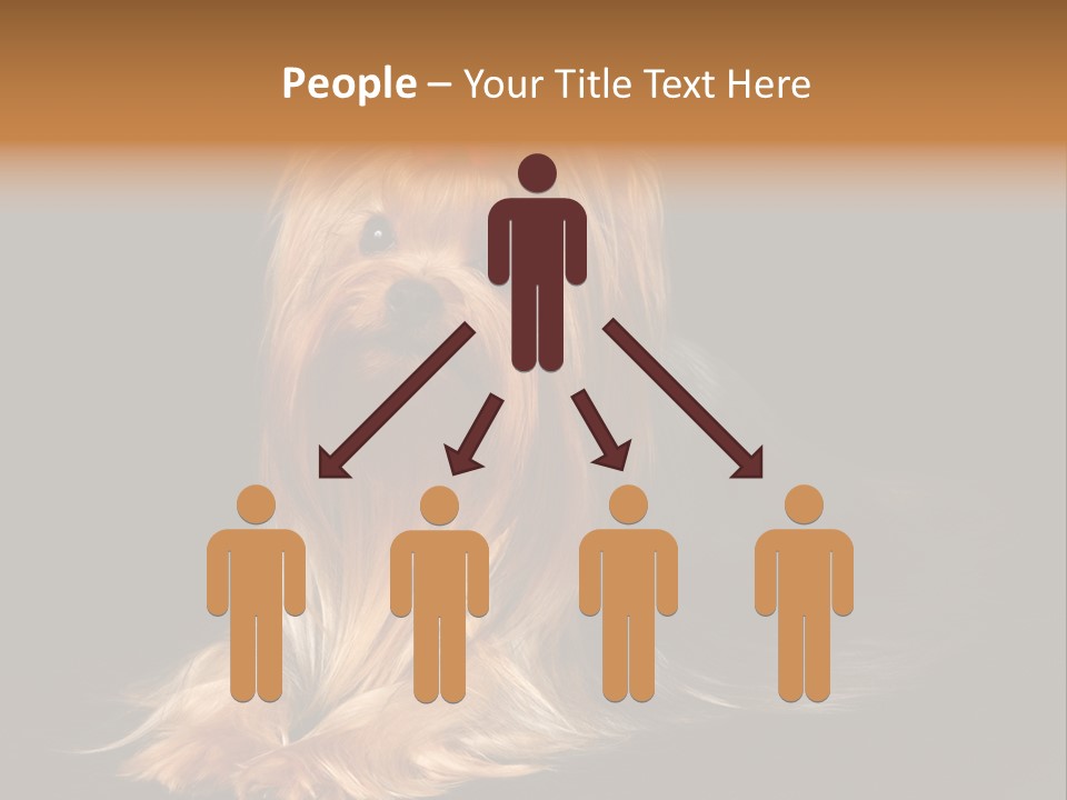 The Yorkshire Terrier On Black Background PowerPoint Template