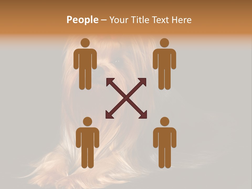 The Yorkshire Terrier On Black Background PowerPoint Template