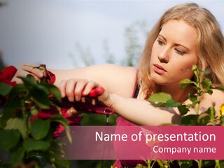 Gardening - Woman Doing Garden Work Cutting The Roses At Beautifully Sunny Day PowerPoint Template