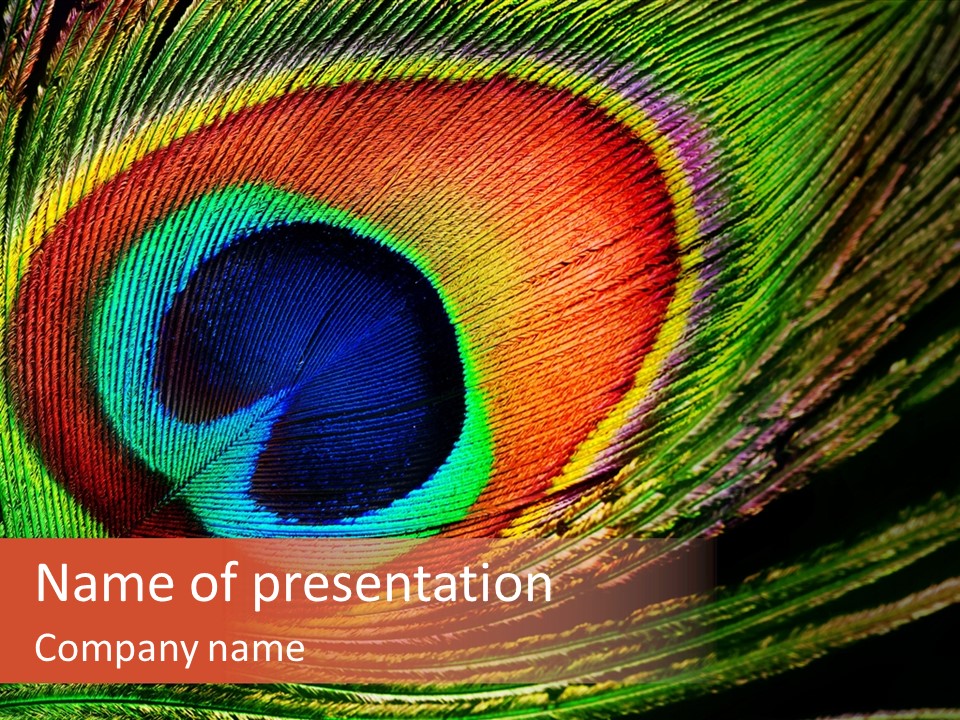 Peacock Feathers Background PowerPoint Template