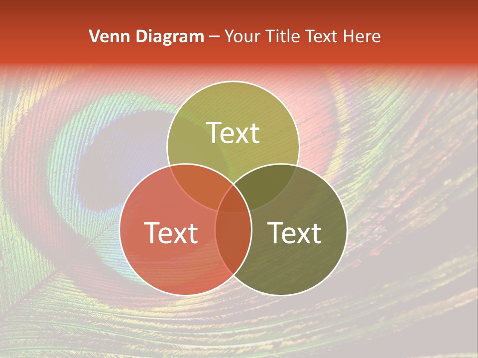 Peacock Feathers Background PowerPoint Template