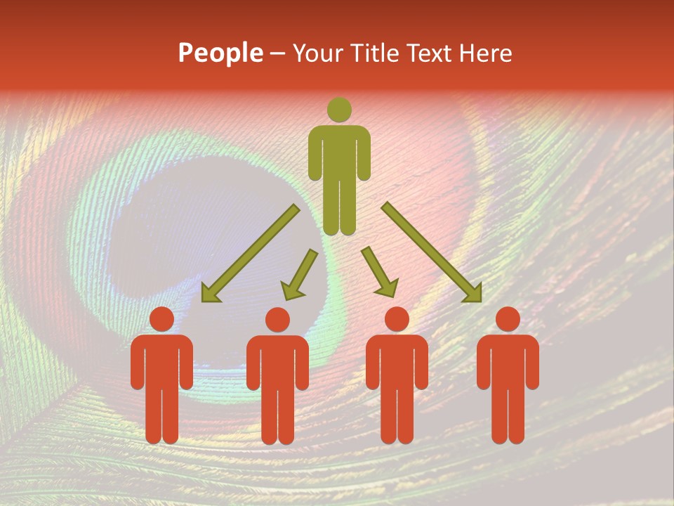 Peacock Feathers Background PowerPoint Template