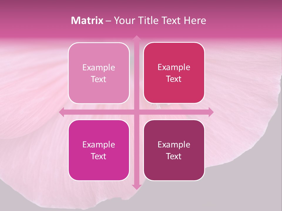 Pink Flower With A Little Fly On It. PowerPoint Template