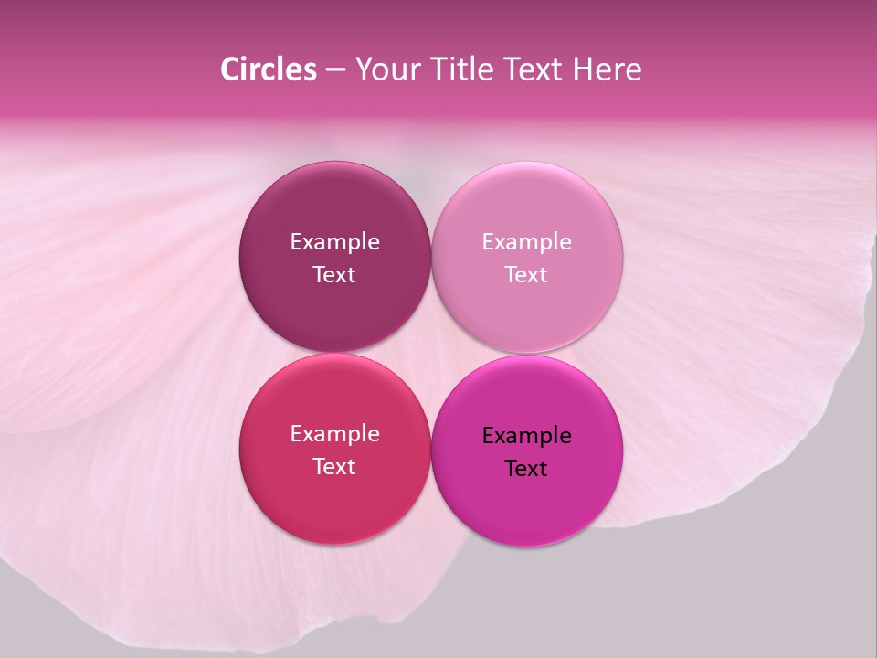 Pink Flower With A Little Fly On It. PowerPoint Template
