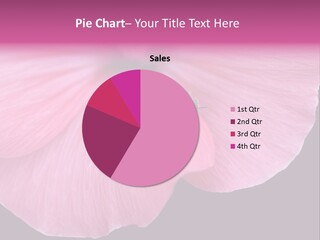 Pink Flower With A Little Fly On It. PowerPoint Template